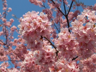 桜.jpg