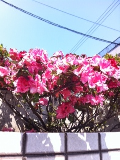 blog0519_2.JPG